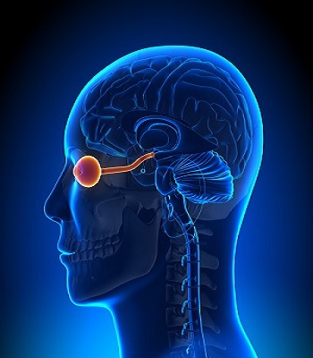 Retina Examination